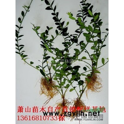 蕭山 紅葉碧桃紅葉桃 自產(chǎn)直銷配送供應(yīng)
