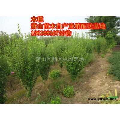 蕭山大花金雞菊/黃金菊/太陽花/百日草/雛菊/亞菊/佛甲草