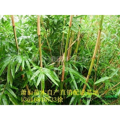蕭山灑金桃葉珊瑚/大葉梔子/水蠟/小葉女貞/八角金盤/吳風草