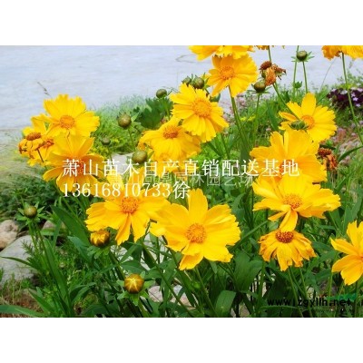蕭山 花葉絡(luò)石五彩絡(luò)石 自產(chǎn)直銷供應(yīng)報(bào)價(jià)