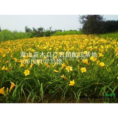 浙江地區蘭花鼠尾草直銷供應報價