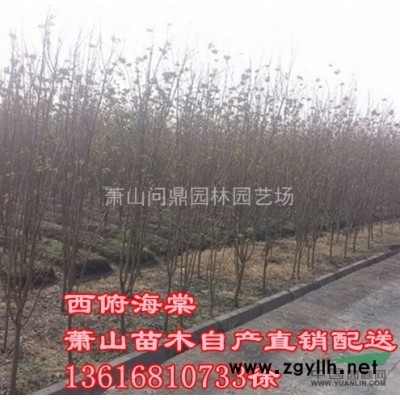 浙江地區鳶尾直銷供應報價