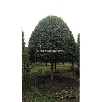 四川高桿桂花價(jià)格一覽表