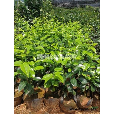 經典品種 波普茶花