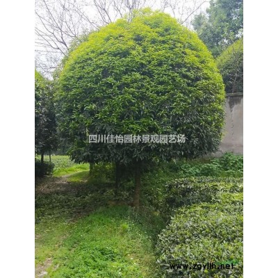 雅安高桿桂花行情報(bào)價(jià)/圖片展示