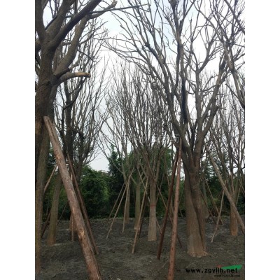 四川法國冬青​價(jià)格8元每株