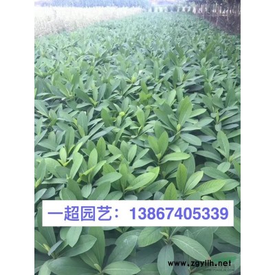 燈籠草 燈籠草批發 燈籠草價格