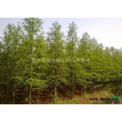 池杉3*新價(jià)格/池杉3報(bào)價(jià)