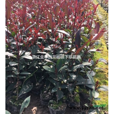 浙江紅葉石楠杯苗介紹 規(guī)格30冠大杯苗 金華紅葉石楠杯苗特征