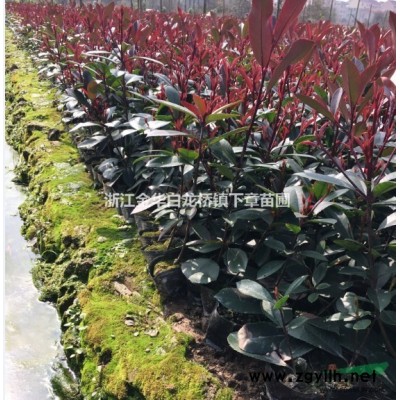 浙江金華紅葉石楠產銷基地,2021浙江紅葉石楠供應商報價采購