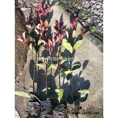 浙江紅葉石楠價格 金華紅葉石楠基地大杯苗批發(fā)綠化苗木