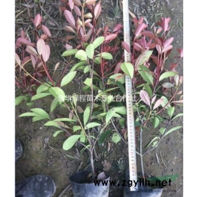 浙江金華紅葉石楠上盆苗價格表浙江紅葉石楠產地*新報價格行情