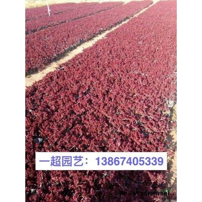 大蘭花鳶尾，大蘭花鳶尾基地批發