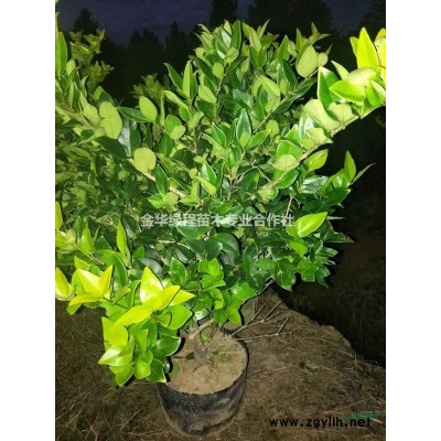 浙江省金華市紅葉石楠工程色塊苗產地報價表浙江紅葉石楠圖片基地
