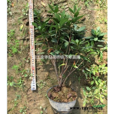 浙江金華紅葉石楠綠化工程苗供應商家浙江紅葉石楠批發市場價格表