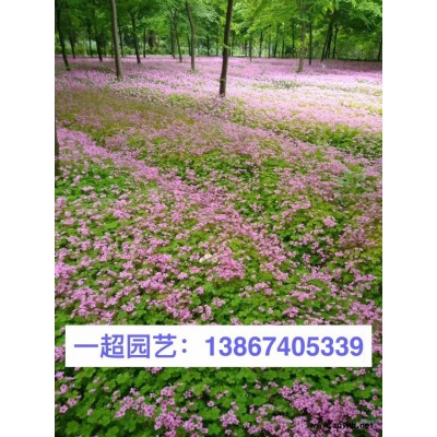 水禾 精品水禾價格 水禾基地批發