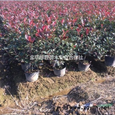 賣金華紅葉石楠大杯苗報價表紅葉石楠新批發價格表紅葉石楠行情
