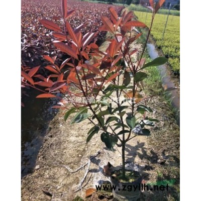 賣金華紅葉石楠產(chǎn)地小苗較新價格,浙江紅葉石楠苗圃大杯苗圖片清