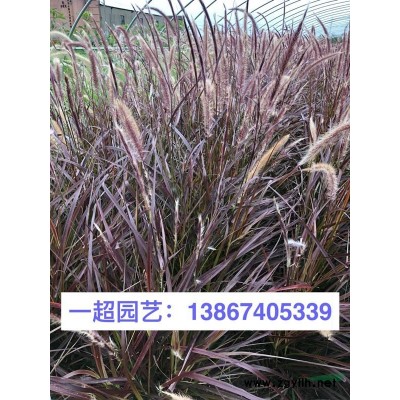 茶稈竹 各種竹子批發
