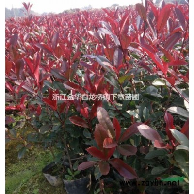 2020金華紅葉石楠營養缽苗種植基地浙江紅葉石楠小苗批發價格