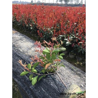 紅葉石楠營養(yǎng)杯苗紅葉石楠大杯苗紅葉石楠色塊苗紅葉石楠營養(yǎng)缽苗