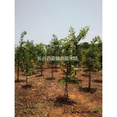 長興供應大量紅梅 樹型好 有需要聯(lián)系