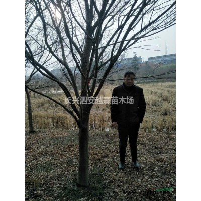 長興越森苗木供應大批量精品紫薇花瓶需要可電話聯(lián)系或到基地看苗