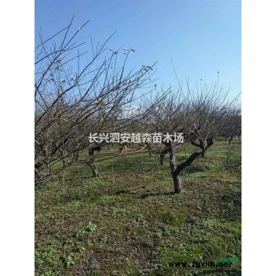 浙江地區(qū)供應15-20公分優(yōu)質(zhì)櫸樹