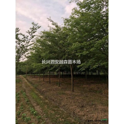 湖州供應12-18公分櫸樹 優(yōu)質(zhì)貨源