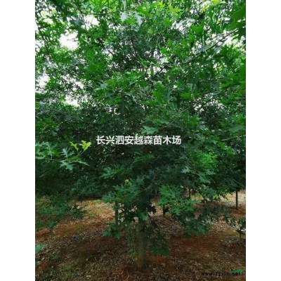 浙江長興供應精品香樟 規(guī)格*