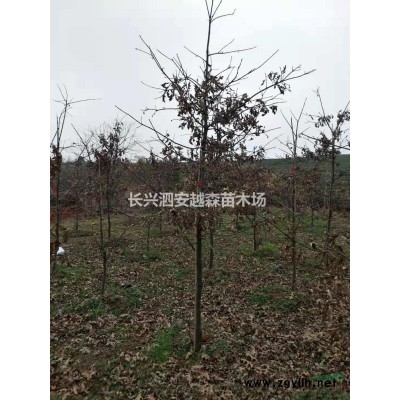 供應香樟10一35公分樹形標準可到基地看苗定價