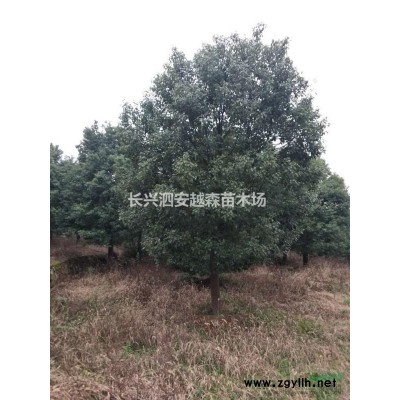 浙江供應大批量無患子 品種優(yōu)質(zhì)