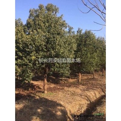 浙江長興供應大量優(yōu)質(zhì)紅梅