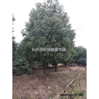 浙江長興地區(qū)供應櫸樹10-20公分