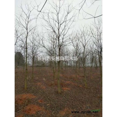 浙江供應紅梅10一25公分 有需要聯(lián)系