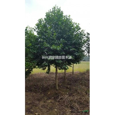 浙江供應烏桕10-20公分 有需要聯(lián)系