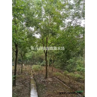 供應大量烏桕品種 規(guī)格*  浙江長興貨源