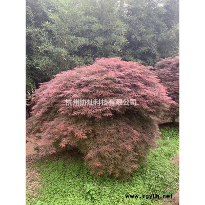 供應(yīng)精品叢生紫薇低分支紫薇10-18公分冠幅350-400出
