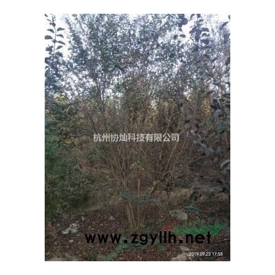 精品藝術(shù)形狀樹(shù)雞爪槭紅楓7-18公分自然生長(zhǎng)有走勢(shì)