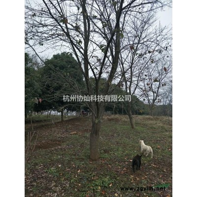 供應(yīng)精品臘梅帶梅龜15公分/21公分/25公分/18/20公