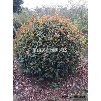 十大功勞小毛球 H50 P30