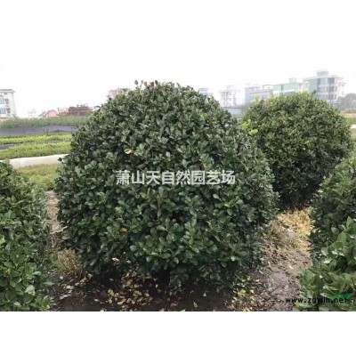 精品 黃金愧 D5-20公分