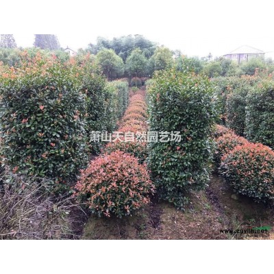 金桂D5-15 P200-450 蕭山苗木