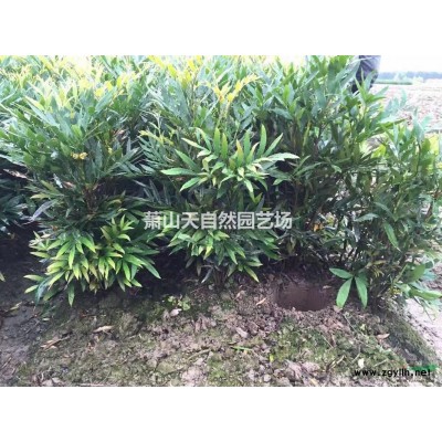 南天竹 H 40-100 蕭山苗木