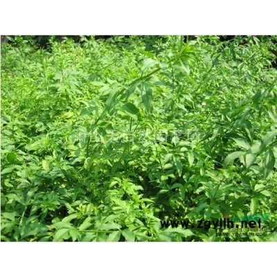 扁柏（側(cè)柏) H100-120  蕭山苗木
