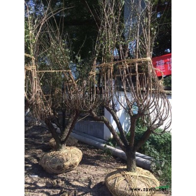 專業的爬地板基地批發，爬地柏小苗批發，容器苗地栽苗都有質量好