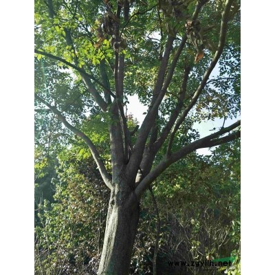 供應(yīng)精品叢生紫薇冠幅250/300/350