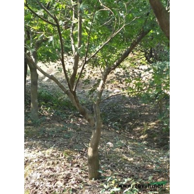 供應(yīng)形狀樹(shù)臘梅7-25公分帶梅龜精品出售