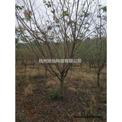 1公分到1.5公分小雞槭小青楓用作景觀盆景用苗