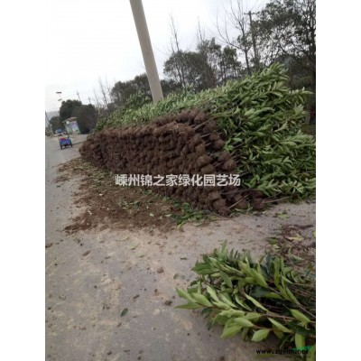 批發黃金槐3-15公分，嫁接年份長，枝條飽滿，價格實惠放心購